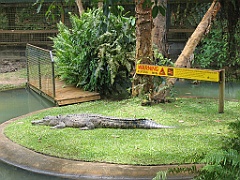 CairnsTC195 Cairns Tropical Zoo